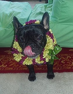 Dog Birthday Party Tips Dog Birthday Party Tips