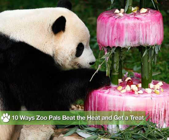 Ice For Zoo Animal Enrichment at Tai Shan's Fourth Birthday Ice For Zoo Animal Enrichment at Tai Shan's Fourth Birthday
