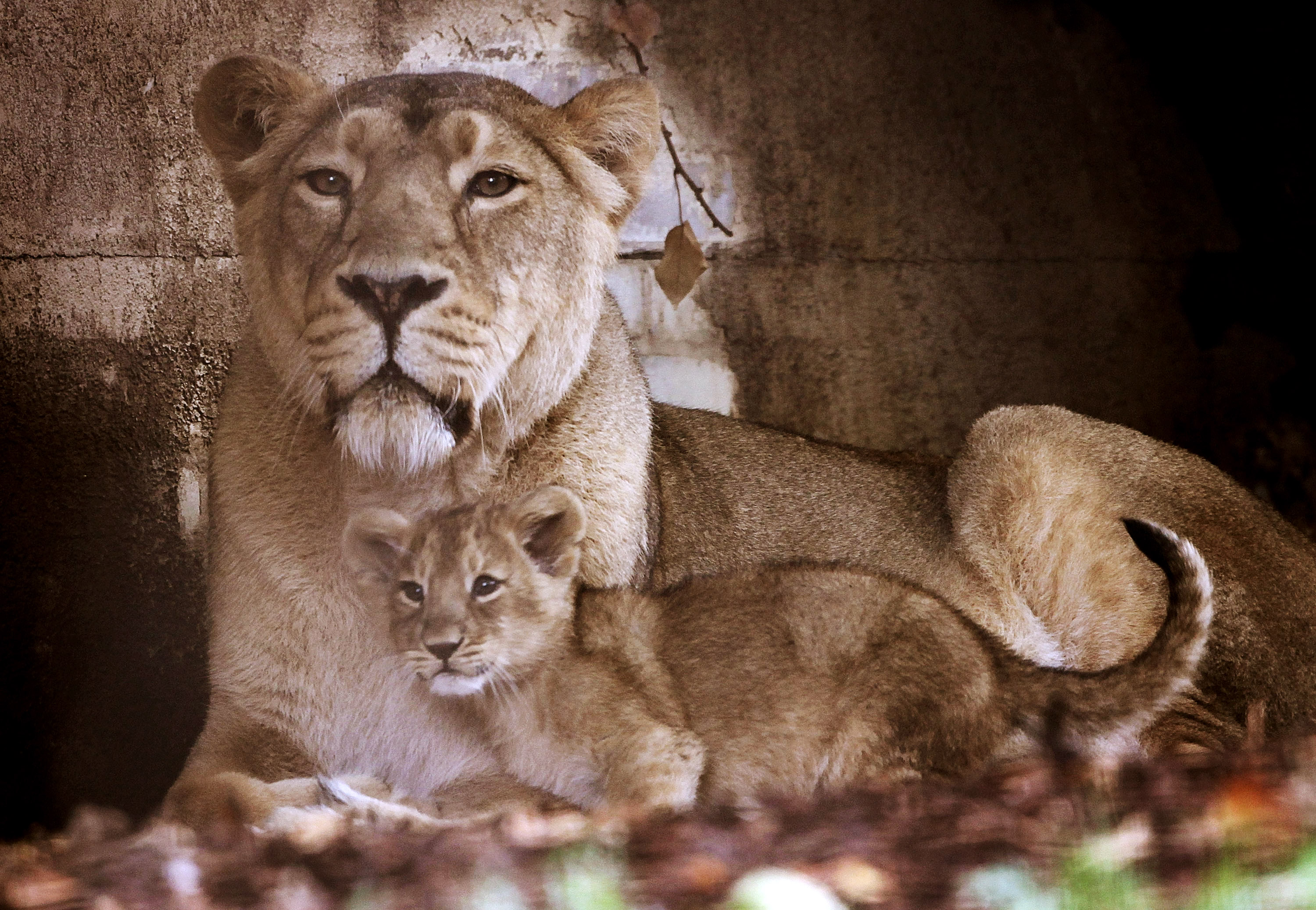 London Zoo Welcomes First Lion Cubs in 10 Years! | POPSUGAR Pets