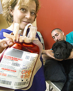 Have Your Dogs Given Blood? Have Your Dogs Given Blood?