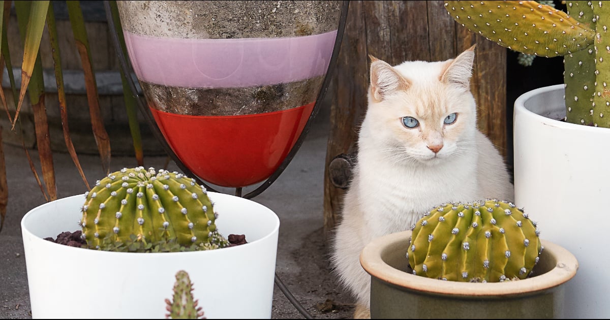 How Many Pictures Do Cat Owners Take a Day? POPSUGAR Pets