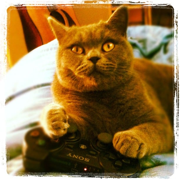 Cats Playing Video Games POPSUGAR Tech