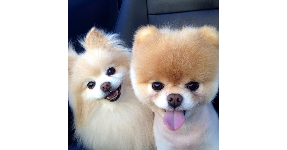 Cute Pomeranian Pictures | POPSUGAR Pets