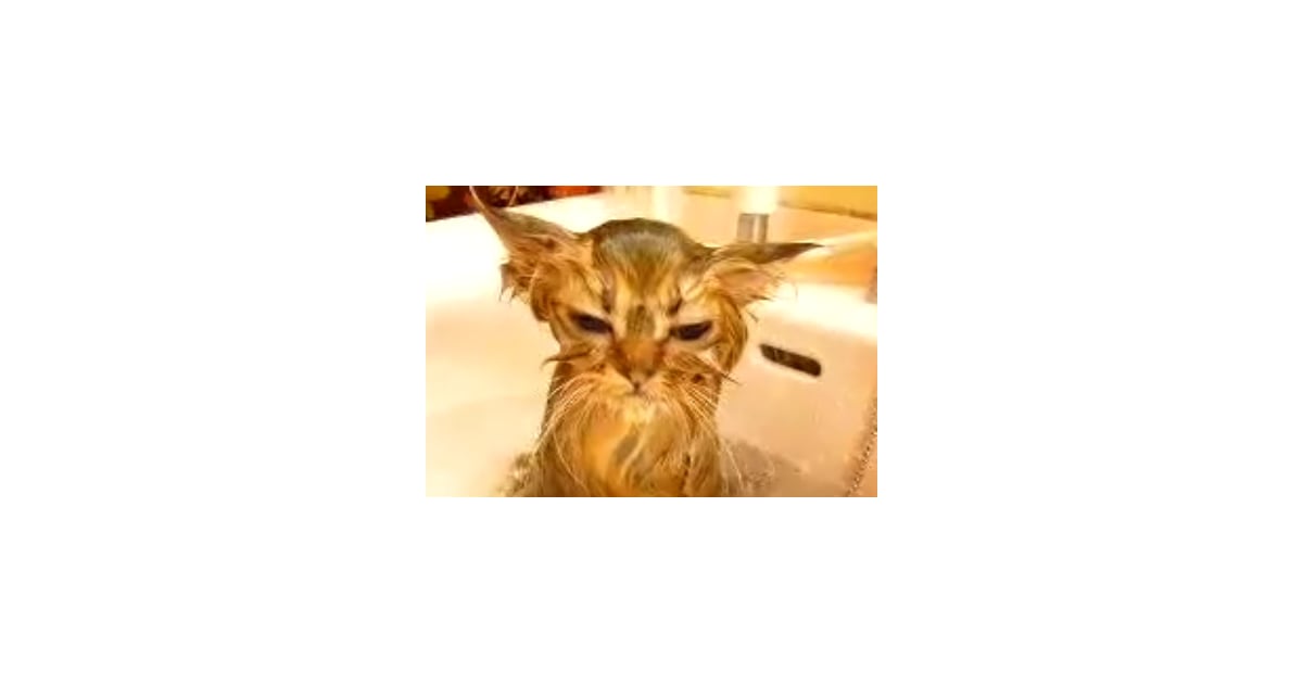 how often do you bathe a how often do you bathe your cat popsugar pets how often do you bathe a how often do you bathe your cat popsugar pets