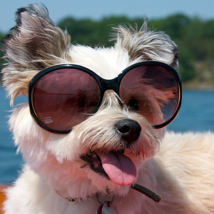 Pictures of Dogs Wearing Sunglasses | POPSUGAR Pets