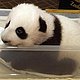 killerpanda killerpanda