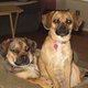 pugglelover pugglelover