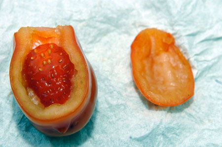 Yummy Links: From Vegan Lunches to Strawmatoes Yummy Links: From Vegan Lunches to Strawmatoes