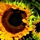 Sunflo Sunflo