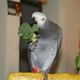 Bibi-the-bird Bibi-the-bird