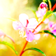 SumSpringlove5 SumSpringlove5