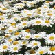 beautiful-daisy beautiful-daisy