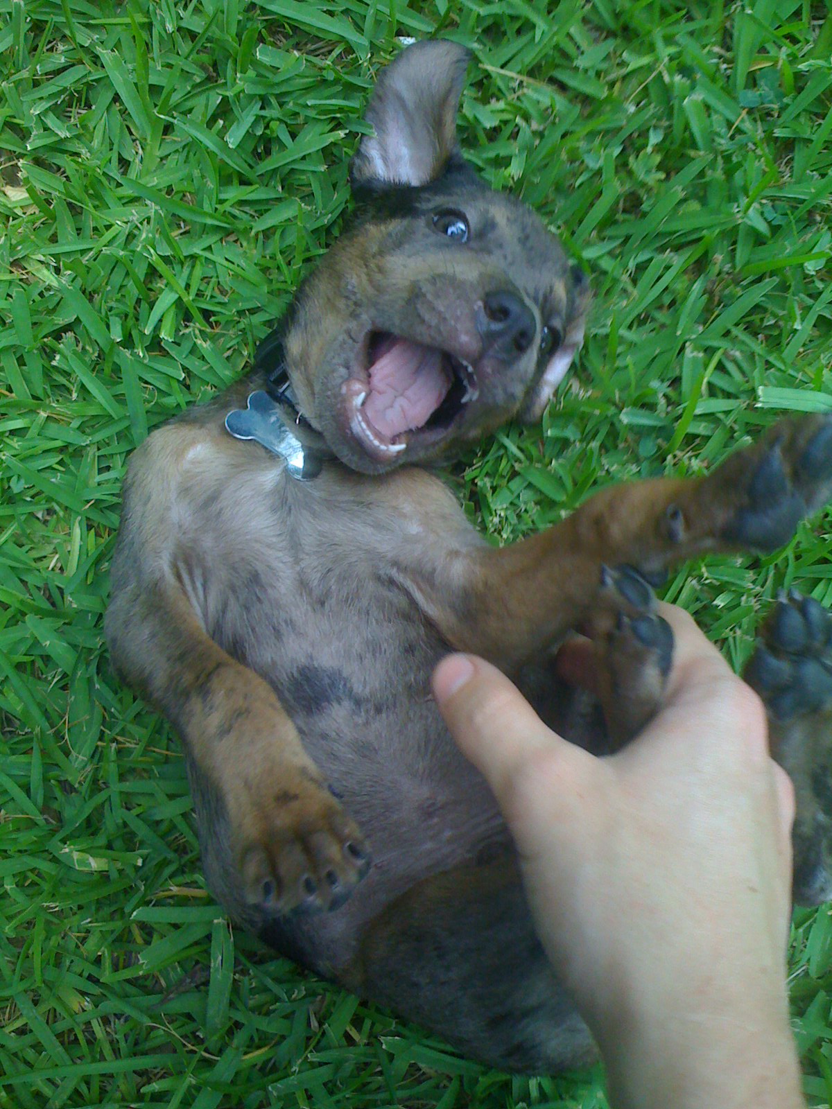 Pet Pic of the Day Do You Know What Kind of Dog Dante Is? POPSUGAR Pets