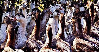 Village Voice Article: Foie Gras Humanely Produced Village Voice Article: Foie Gras Humanely Produced