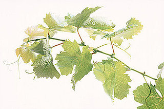 Cilantro Preferences May Be Genetic Cilantro Preferences May Be Genetic