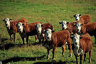 Poll: Should Meat Be Seasonal? Poll: Should Meat Be Seasonal?
