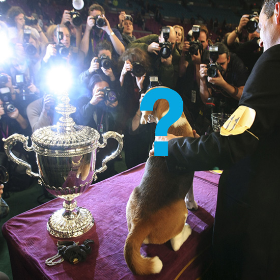 Remember All the Highlights of Last Year's Westminster! Remember All the Highlights of Last Year's Westminster!