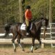 equestriennechic equestriennechic