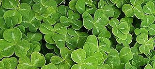 Have You Ever Bought Shamrocks For Your Home? Have You Ever Bought Shamrocks For Your Home?