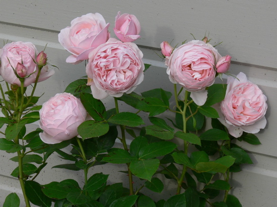 Image Image