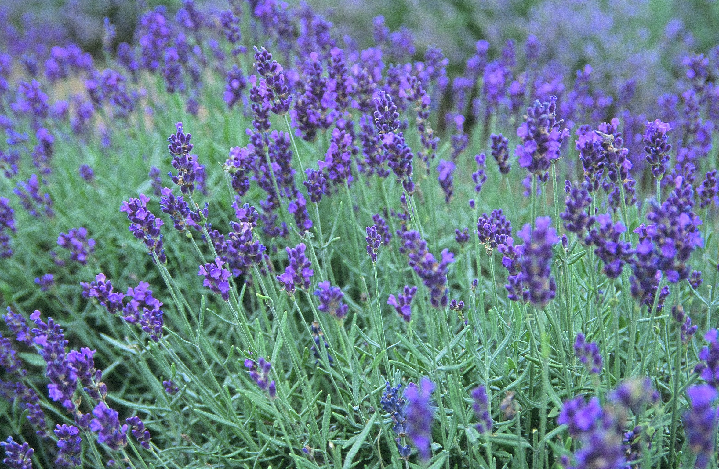 Flowers 101 Lavender POPSUGAR Food