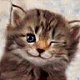 JinxyCat JinxyCat