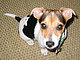 doodlebug doodlebug