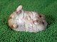 hamstera hamstera