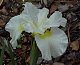 whiteiris whiteiris