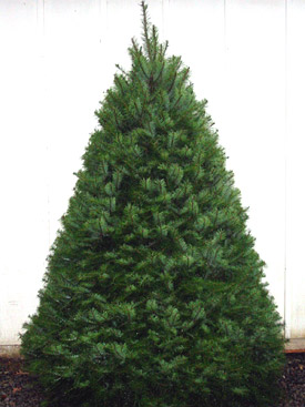 name this christmas tree popsugar home name this christmas tree popsugar home