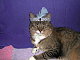 ericacatlover ericacatlover