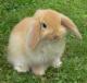 booboobunny booboobunny