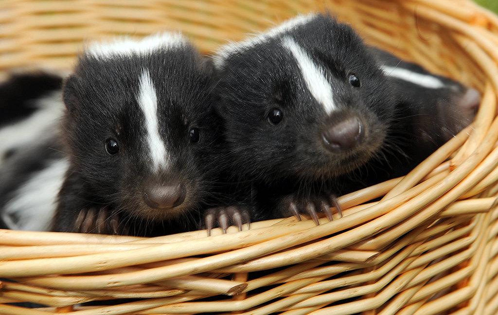 Pictures of Baby Skunks | POPSUGAR Pets