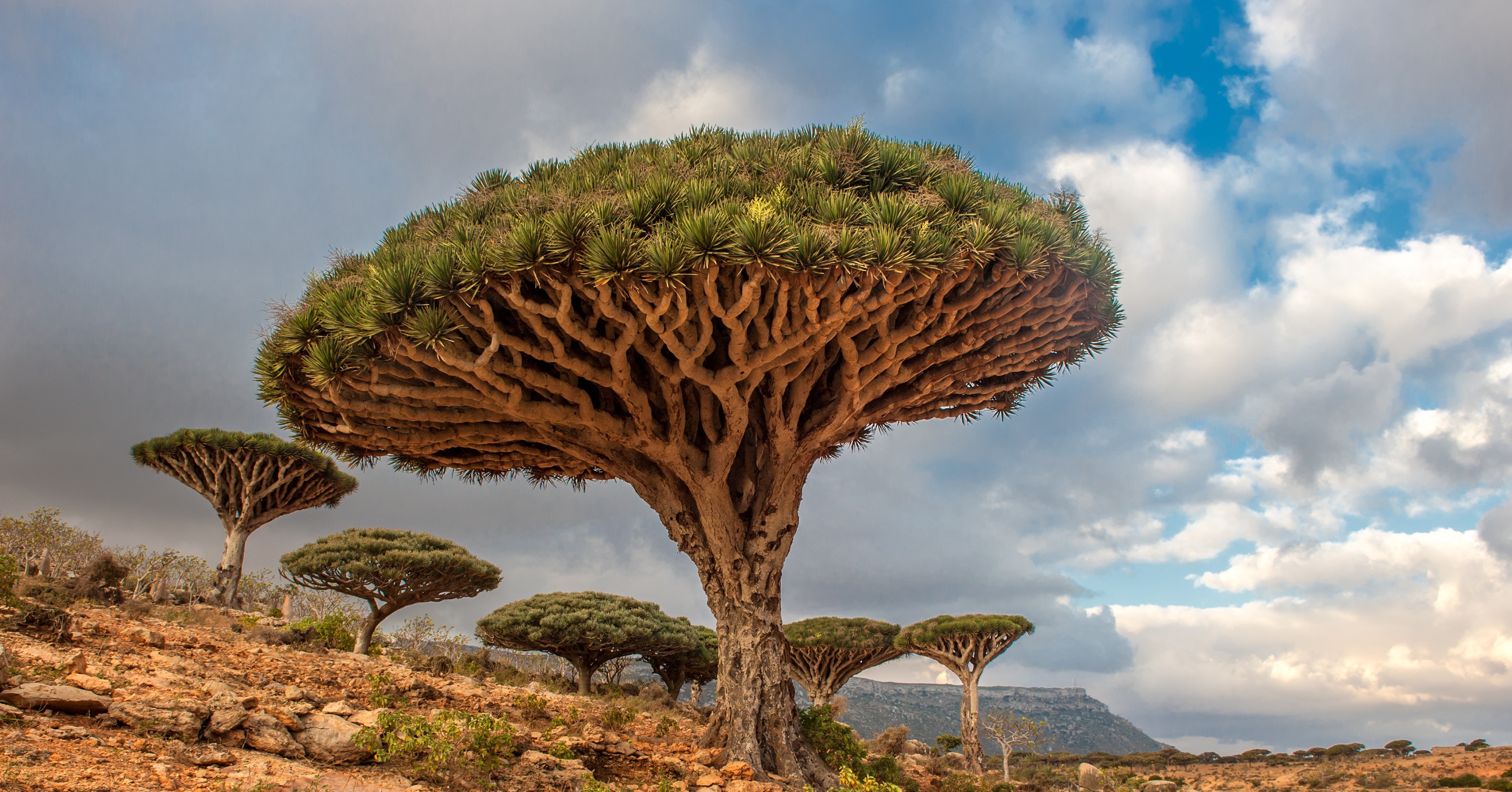 Dragon Trees, Yemen | 83 Unreal Places You Thought Only Existed in Your ...