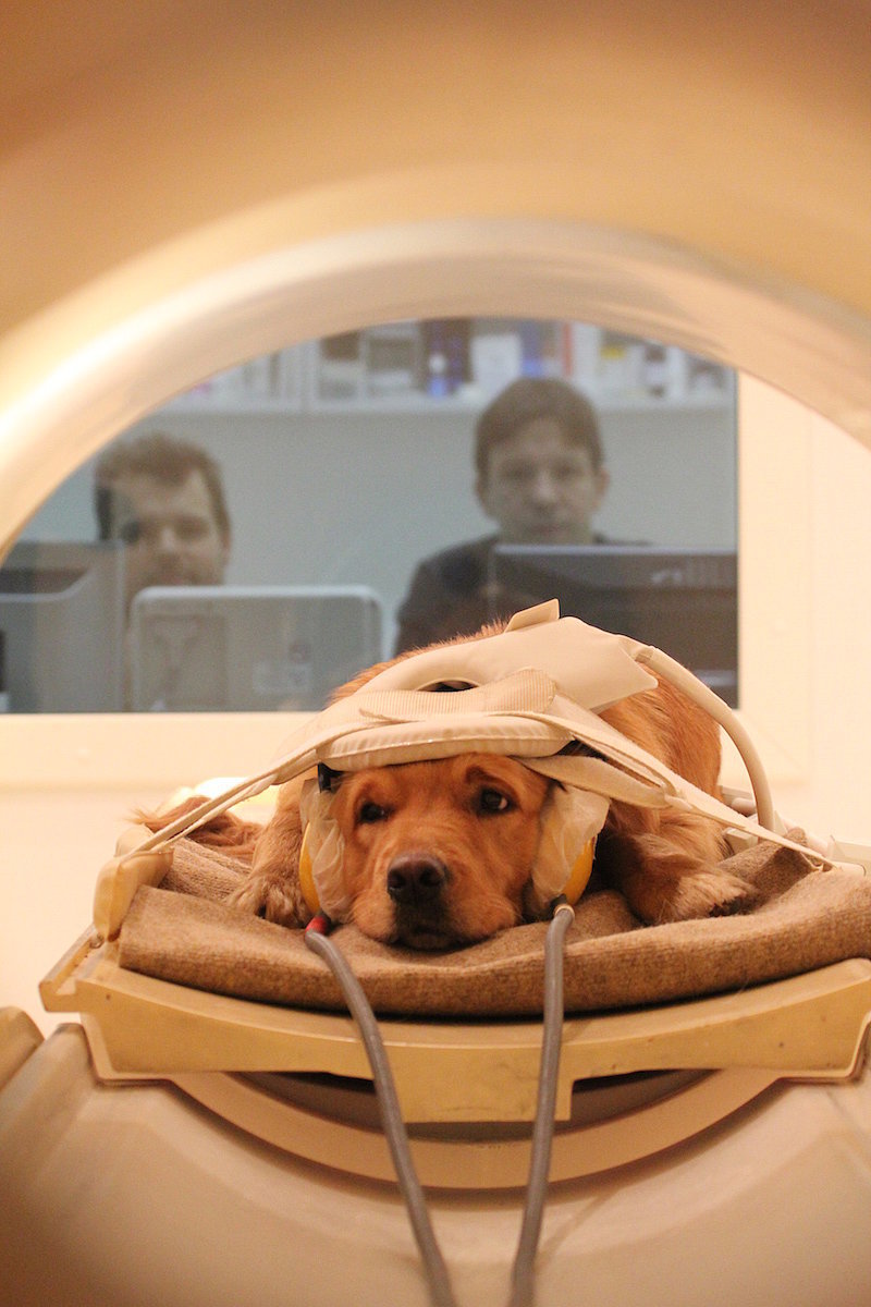 Brain Scans Reveal What Dogs Think of Us | POPSUGAR Pets