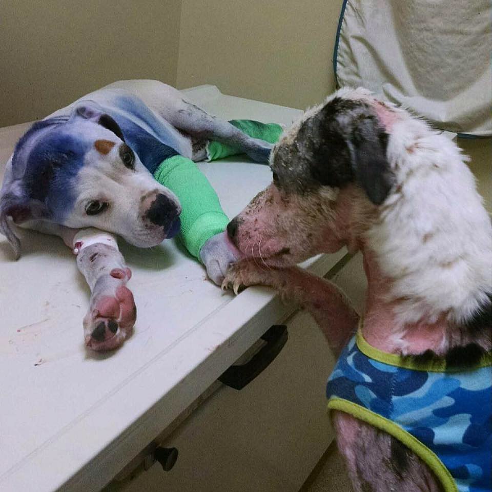 abused dogs become friends in south carolina shelter abused dogs become friends in south carolina shelter