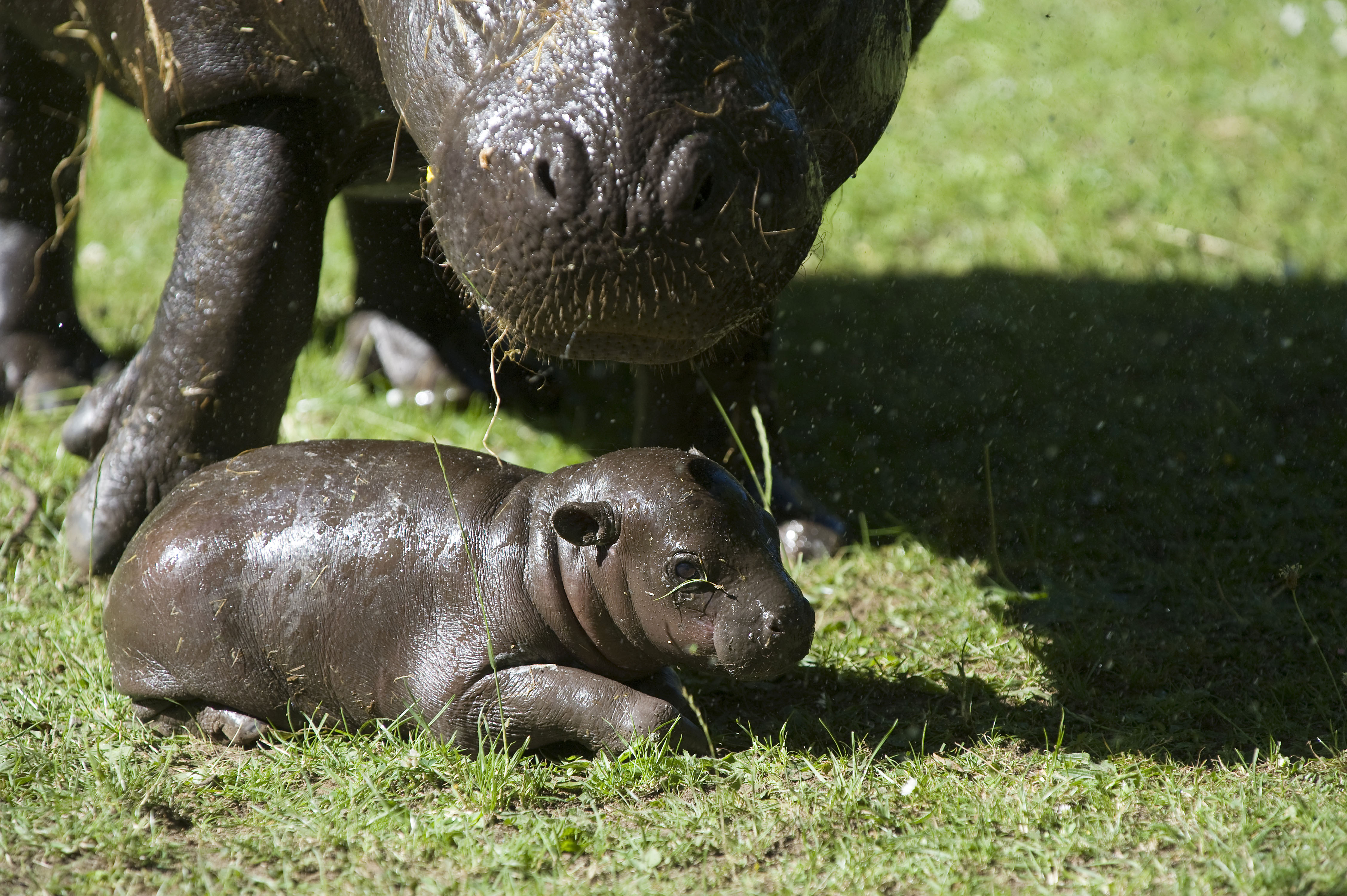 Baby Pygmy Hippo Born in Scotland POPSUGAR Pets