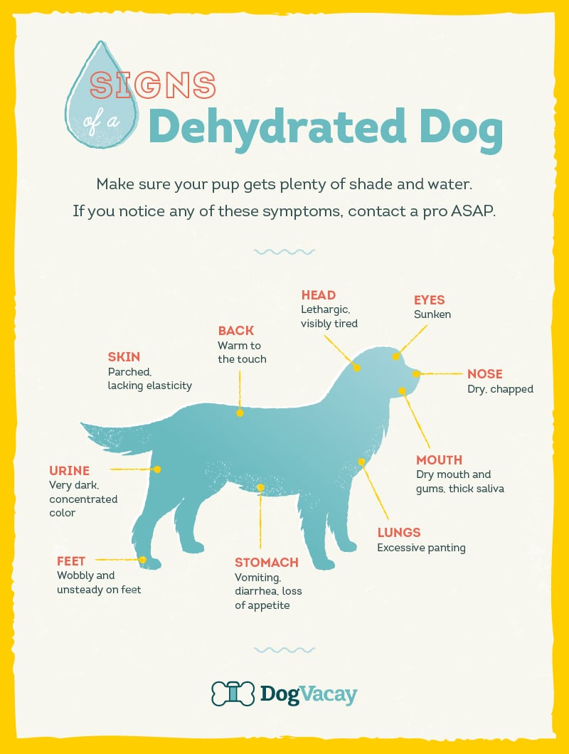 how do i know if my puppy is dehydrated