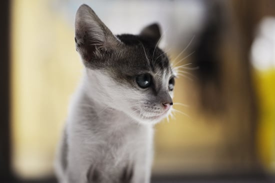 Choosing The Right Rescue Cat Popsugar Pets