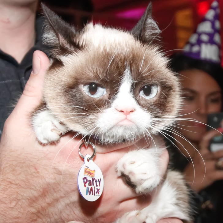 Grumpy Cat Meme Generator | POPSUGAR Tech