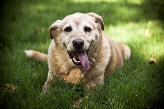 Signs of Heatstroke in Dogs | POPSUGAR Pets