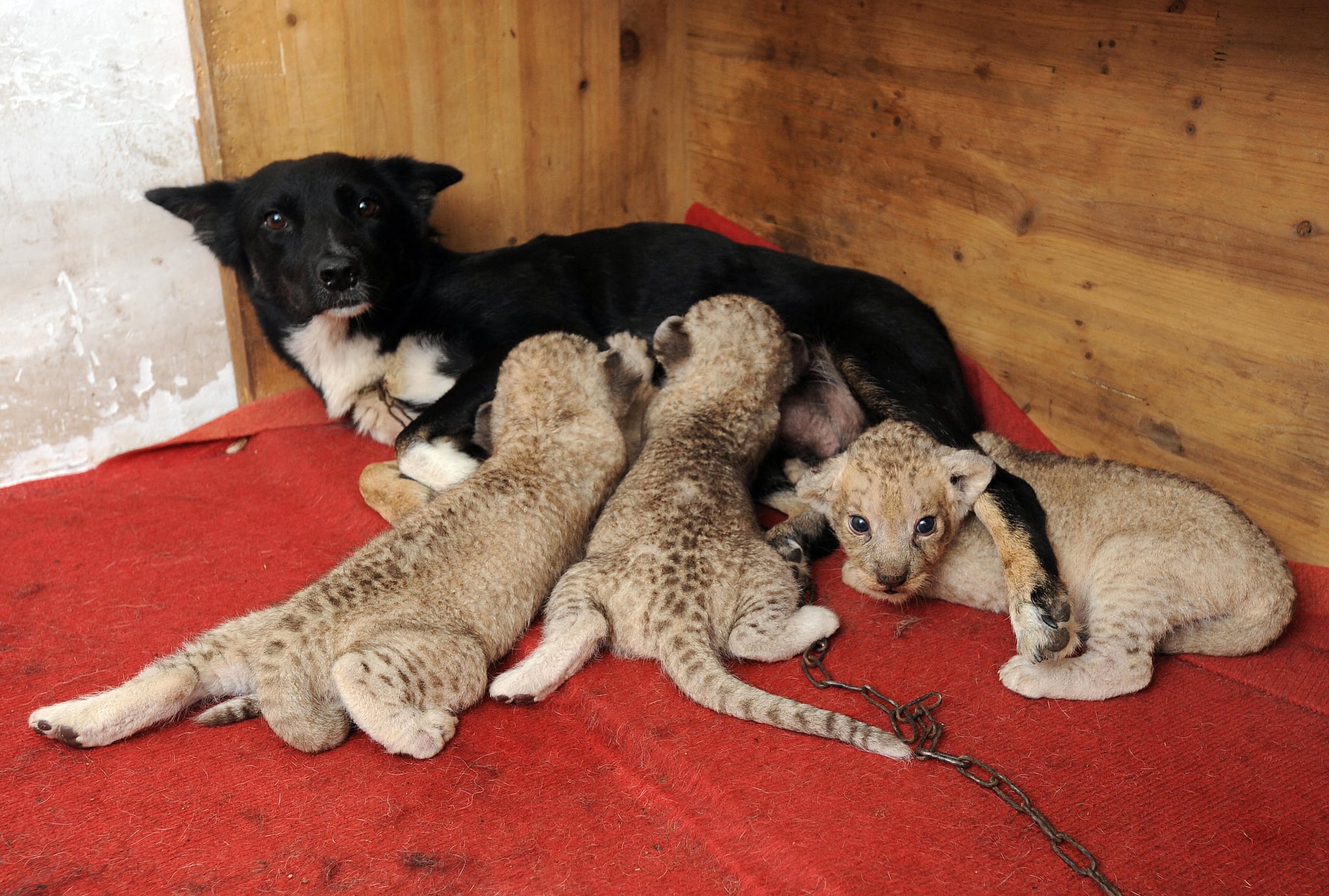 Dog-Nurses-Baby-Lion-Tiger-Cubs-back-Health.jpg