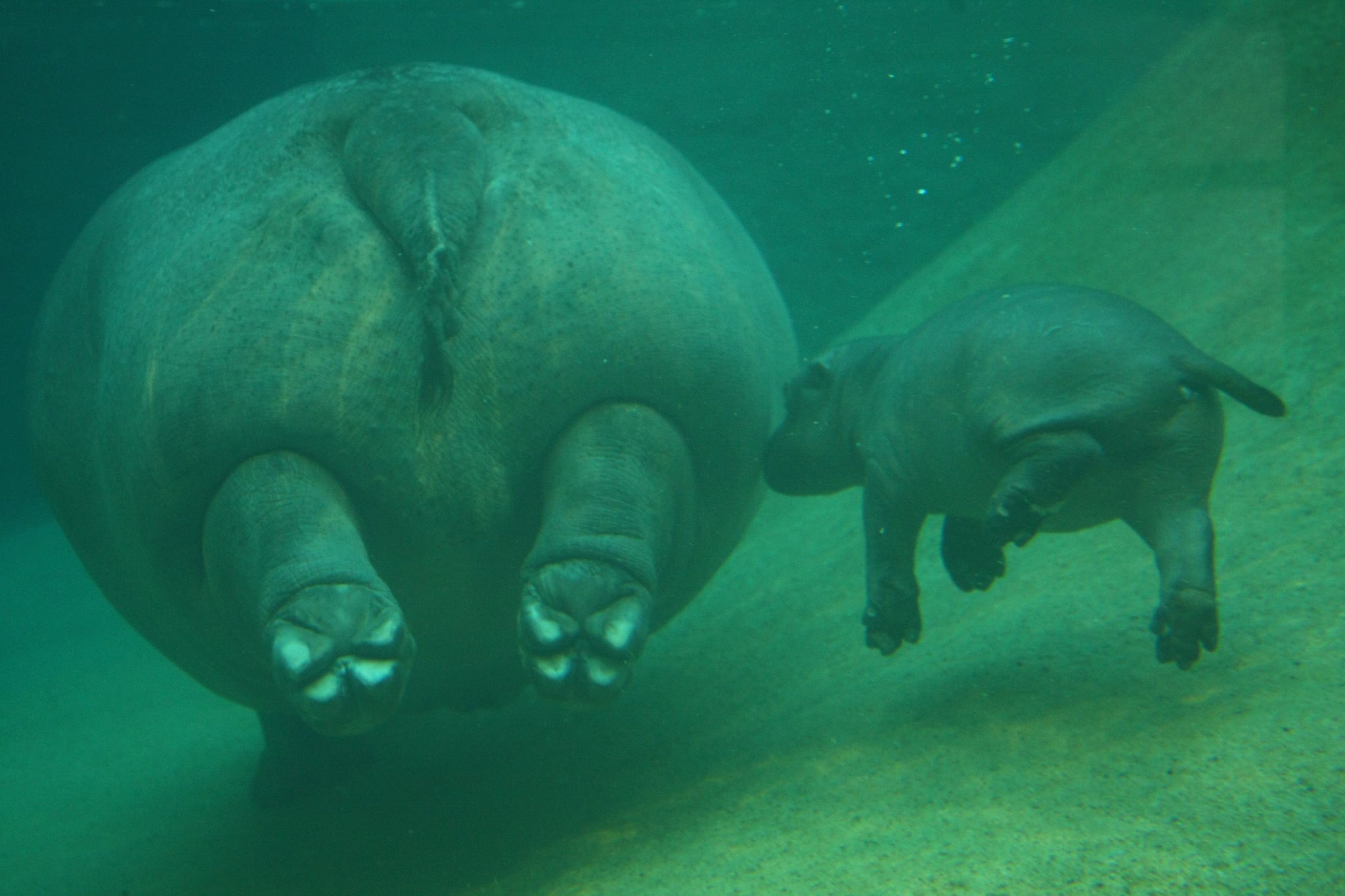 It's Swimtime For Berlin's Baby Hippo! POPSUGAR Pets