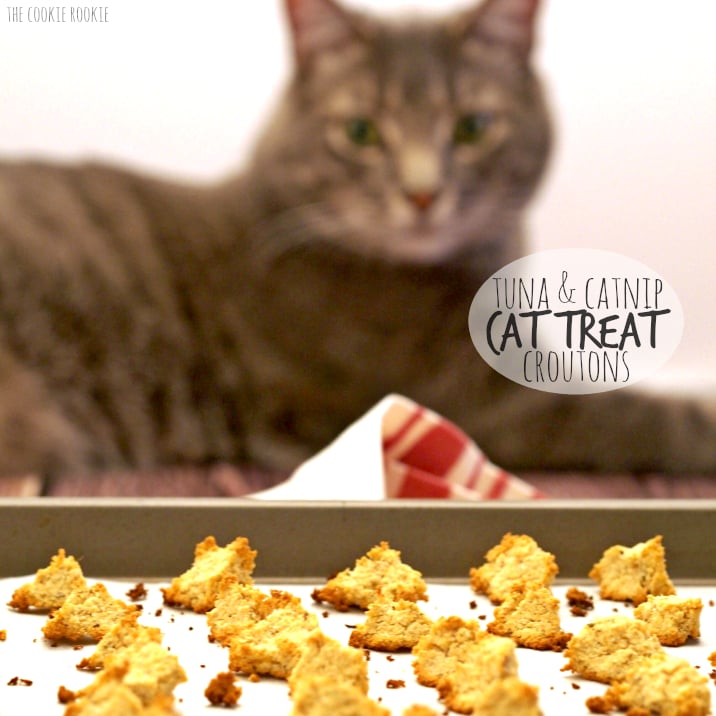 Salmon Catnip Cat Treat Croutons POPSUGAR Pets