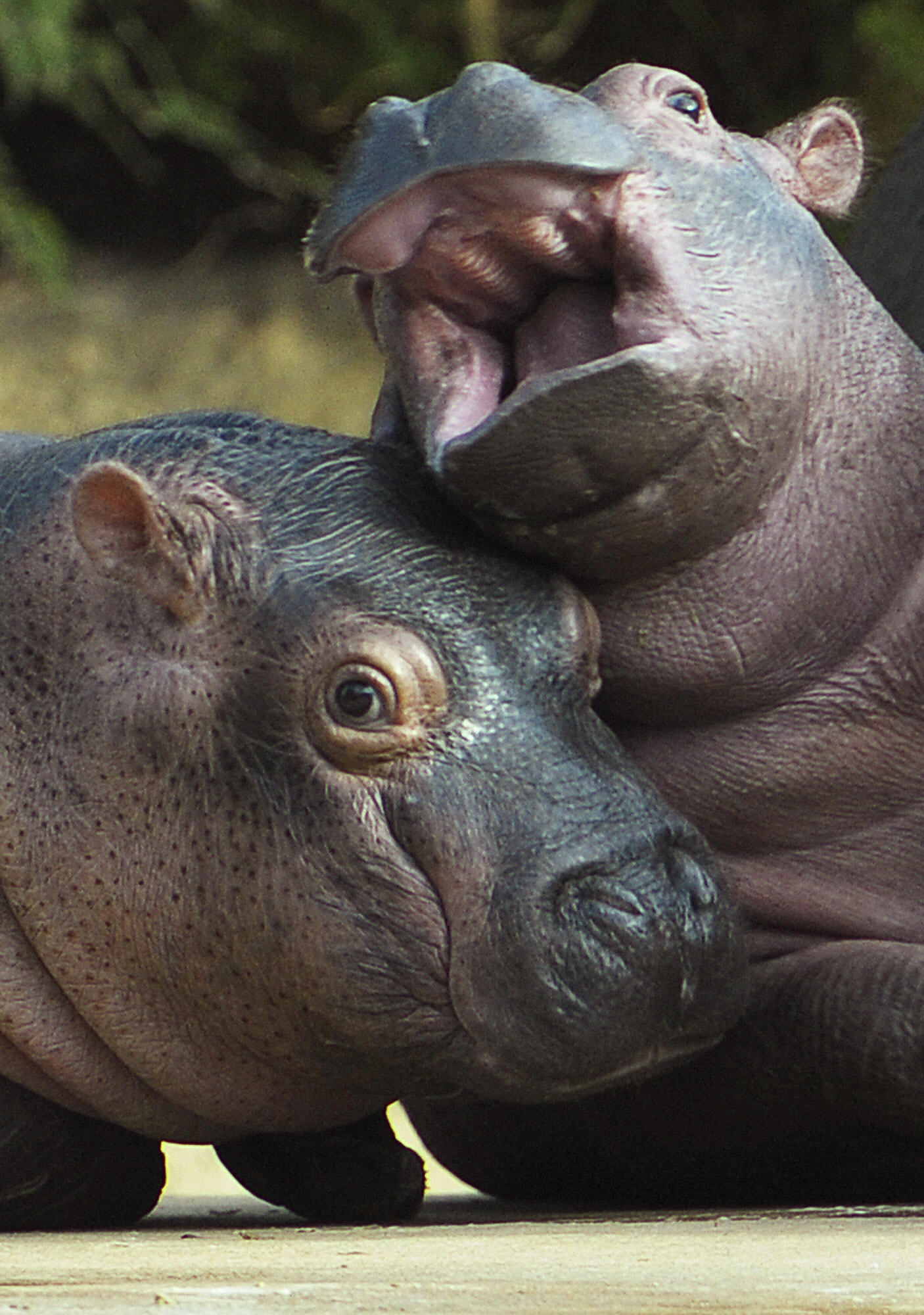 Three Baby Hippos Play at Zoo Hamburg (Tierpark Hagenbeck Hamburg ...