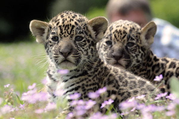 There's Three Times the Baby Jaguar Fun With New, Cute Cubs | POPSUGAR Pets