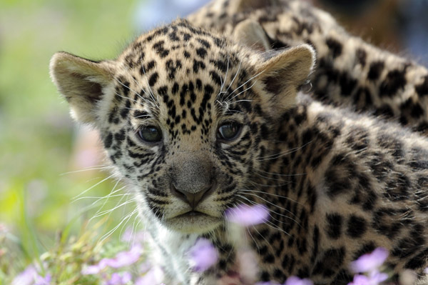 There's Three Times the Baby Jaguar Fun With New, Cute Cubs | POPSUGAR Pets