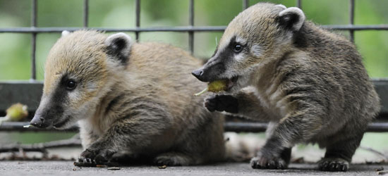 Baby Coati Cuteness | POPSUGAR Pets